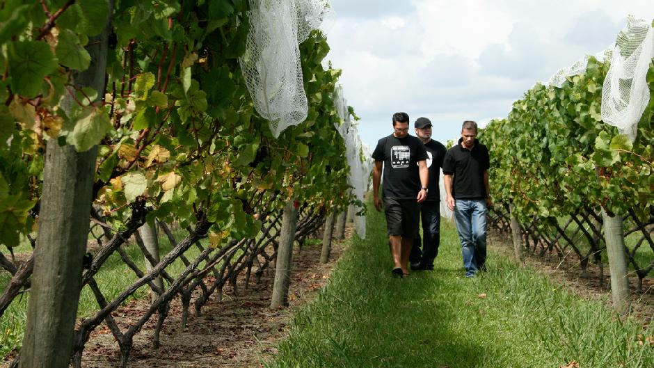 The Vineyards, Honey and Black Sand Beach Tour - where Oenology, gastronomy, geography and nature come together!